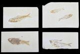 Lot: to Green River Fossil Fish - Pieces #81414-1